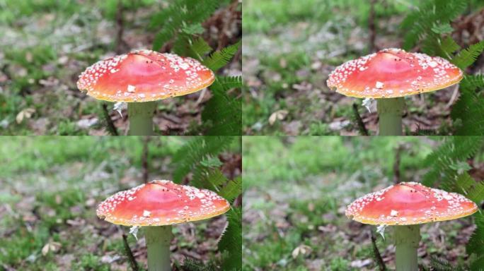 红蝇木耳蘑菇