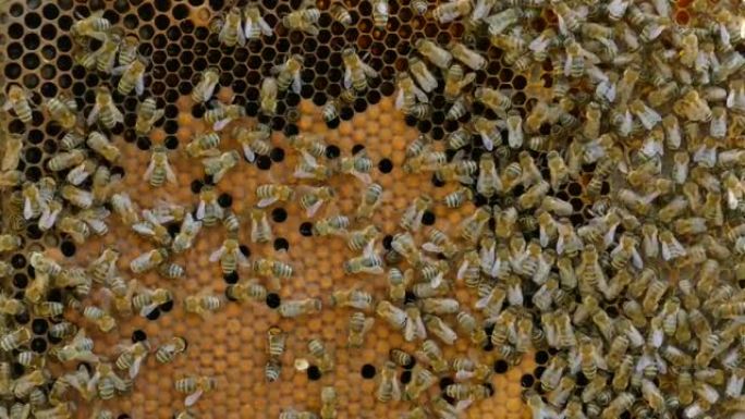 蜂群蜂巢上蜜蜂的4k特写。几何形状的蜜蜂栖息地