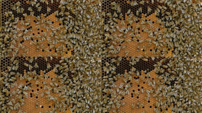 蜂群蜂巢上蜜蜂的4k特写。几何形状的蜜蜂栖息地