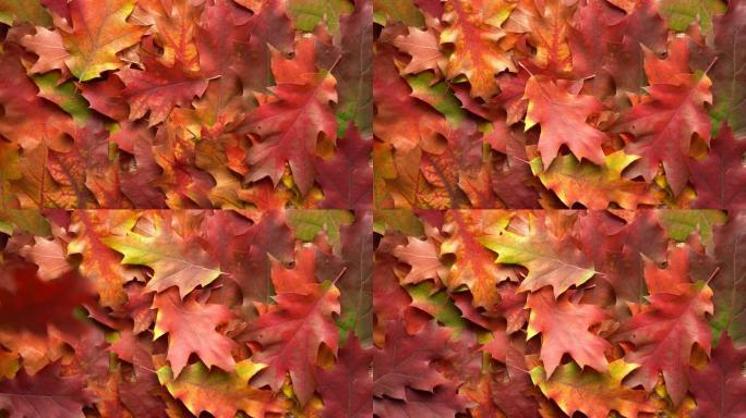 秋天五颜六色的树叶背景。落叶