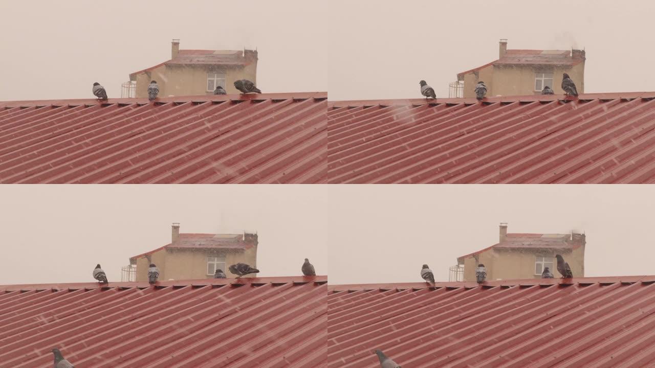 建筑物屋顶降雪时常见的鸽子。
灰色鸽子在冬天自由飞翔。
它也被称为岩鸽、岩鸽或家鸽。
城市中的野生动