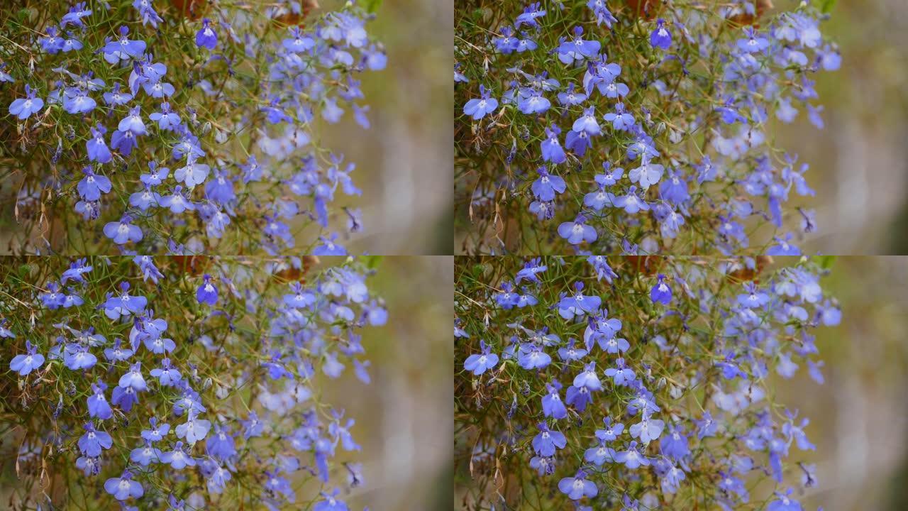 美丽的蓝色半边莲花