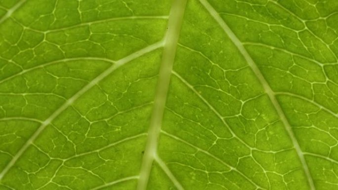 叶表面的细胞结构视图显示了用于教育的植物细胞。微距背景下的叶子。植物或树木的鲜绿色叶子，具有纹理和图
