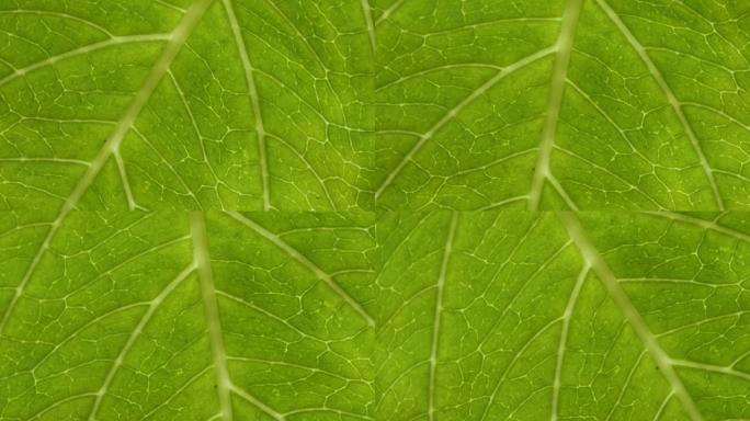 叶表面的细胞结构视图显示了用于教育的植物细胞。微距背景下的叶子。植物或树木的鲜绿色叶子，具有纹理和图
