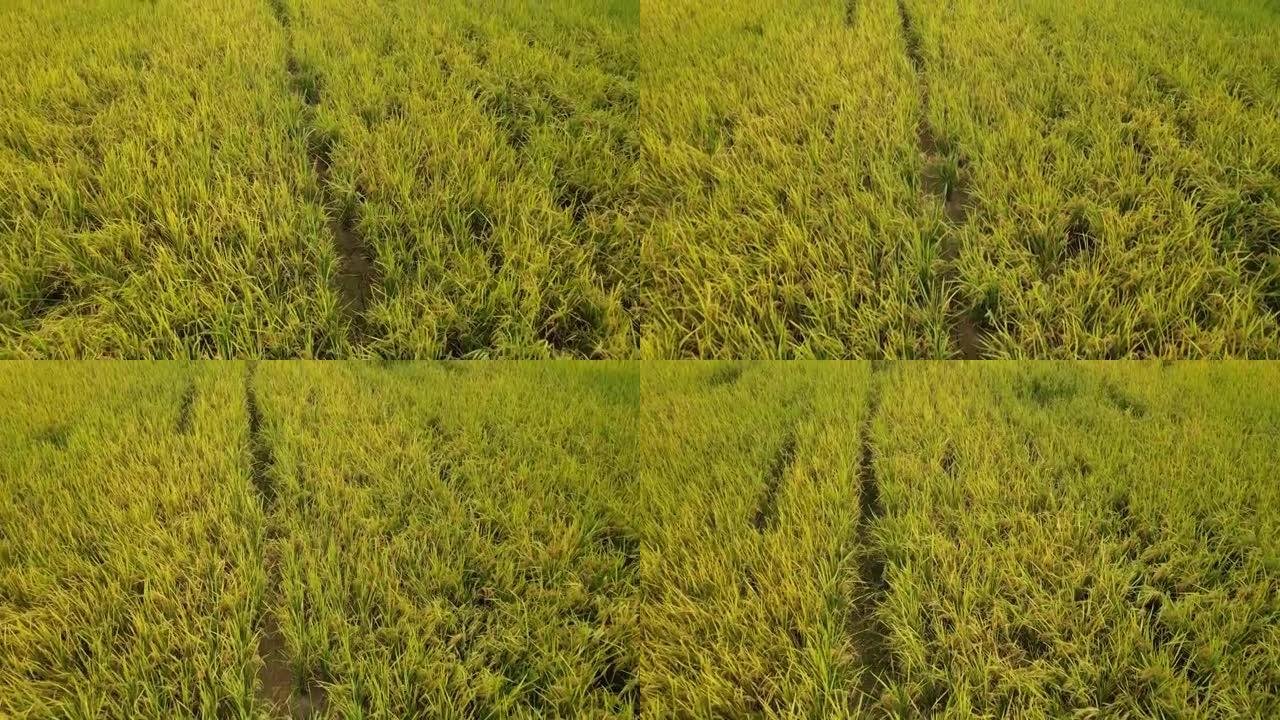 成熟稻田的鸟瞰图农田穿梭机稻田穿梭穿越稻