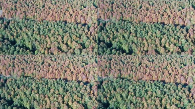 秋阳森林乡村道路空中俯视图4k镜头