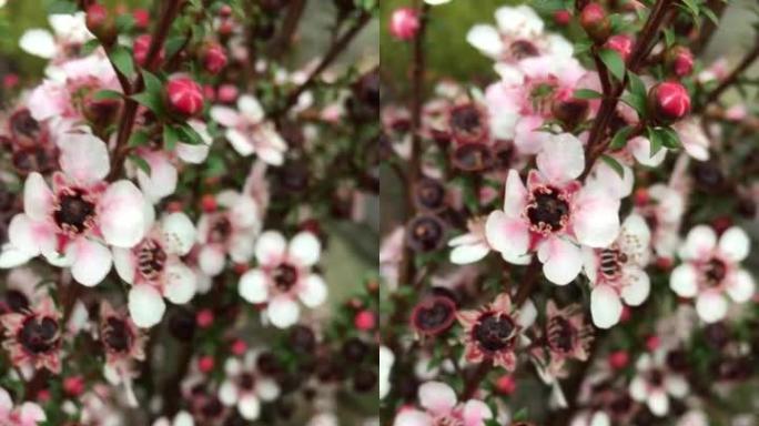 粉色麦卢卡 (Leptospermum scopararium) 茶树花移动背景