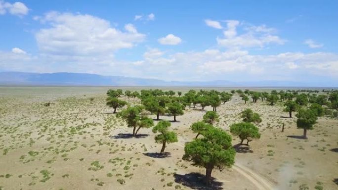汽车在蒙古的沙漠中穿越树木