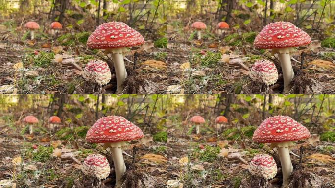 飞木耳。秋天的红色蘑菇在森林中的棕色叶子之间。