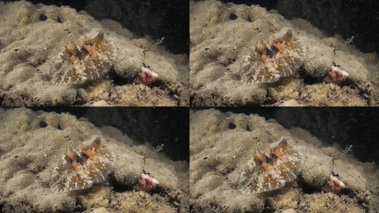 海洋科学观察海蜗牛物种Velutinid在柔软的珊瑚海绵上缓慢旋转。