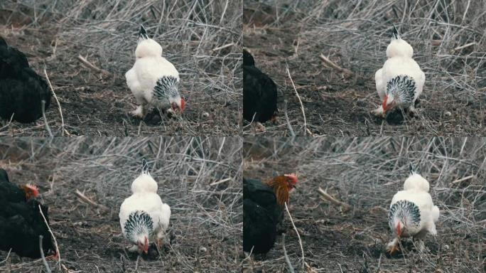深秋或初春，黑白农场鸡在干草中吃草。