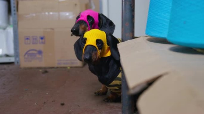 戴着彩色面具和脱光衬衫的腊肠狗好奇地从仓库里放着盒子和明亮的蓝色线轴的金属架上窥视出来