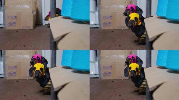 戴着彩色面具和脱光衬衫的腊肠狗好奇地从仓库里放着盒子和明亮的蓝色线轴的金属架上窥视出来