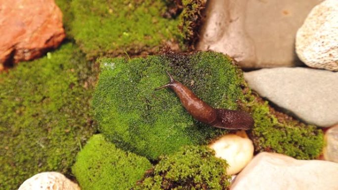 蛞蝓在花园里的苔藓上爬行。注意: 蛞蝓分泌帮助其滑行的粘液物质。这些粘液物质帮助皮肤更新胶原蛋白。
