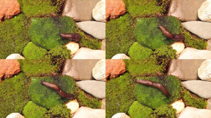 蛞蝓在花园里的苔藓上爬行。注意: 蛞蝓分泌帮助其滑行的粘液物质。这些粘液物质帮助皮肤更新胶原蛋白。
