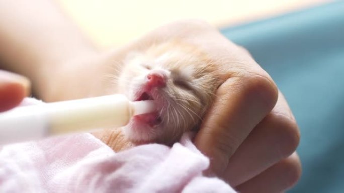 新生猫喝牛奶幼猫喂奶刚出生