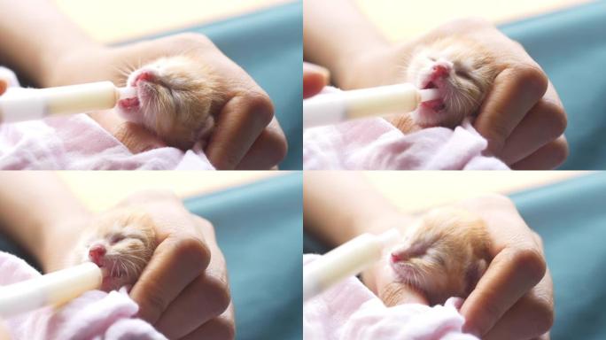 新生猫喝牛奶幼猫喂奶刚出生