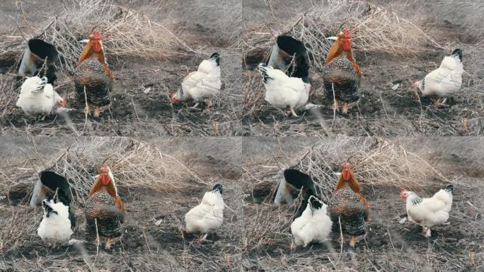 深秋或初春，黑白农场鸡和美丽的大红发黑公鸡在干草中吃草。