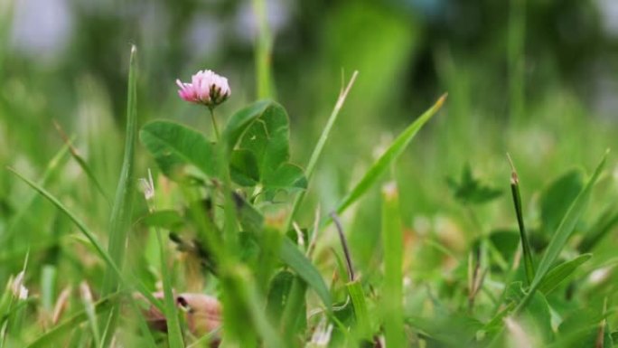 粉红色的三叶草花生长在绿色的田野特写。自然背景。风景，自然，夏天。