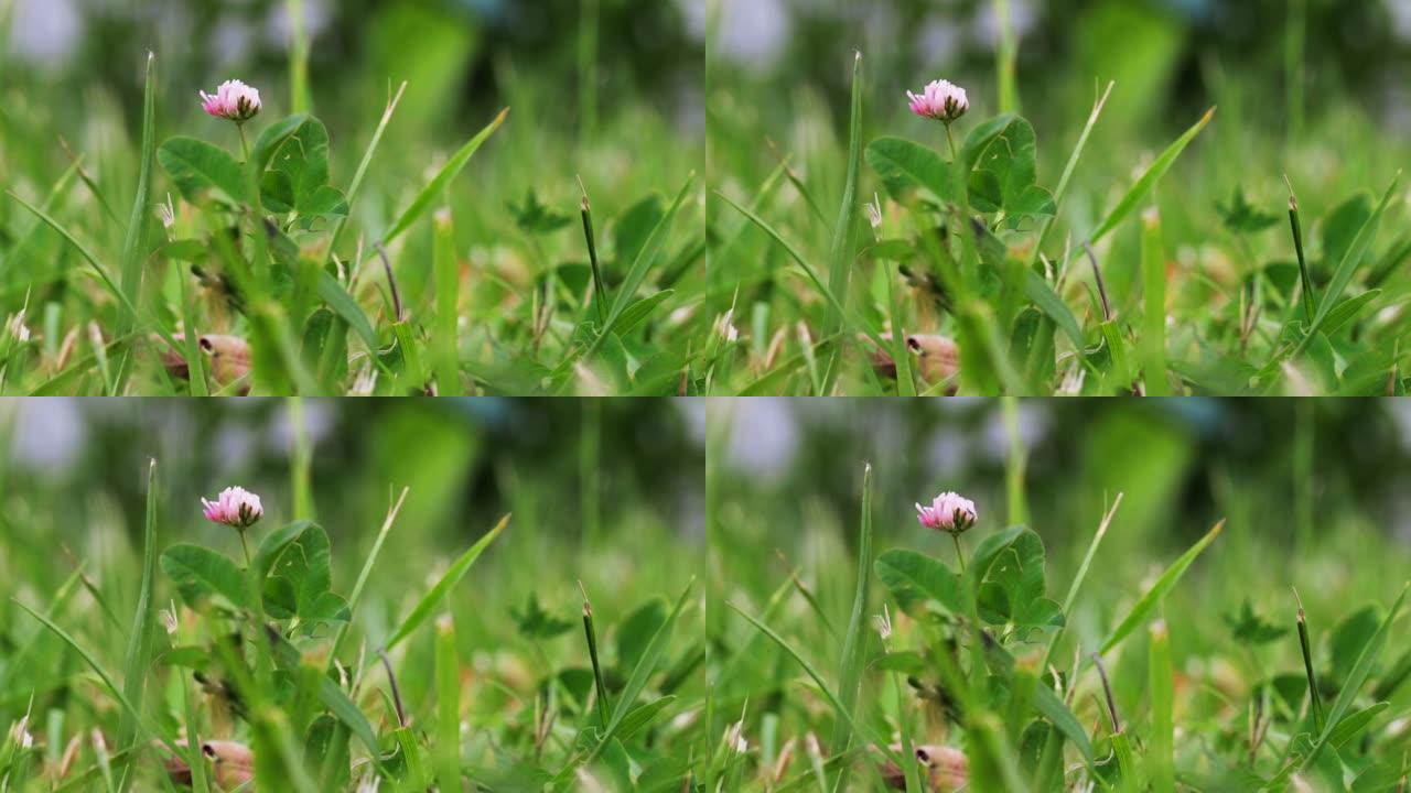 粉红色的三叶草花生长在绿色的田野特写。自然背景。风景，自然，夏天。