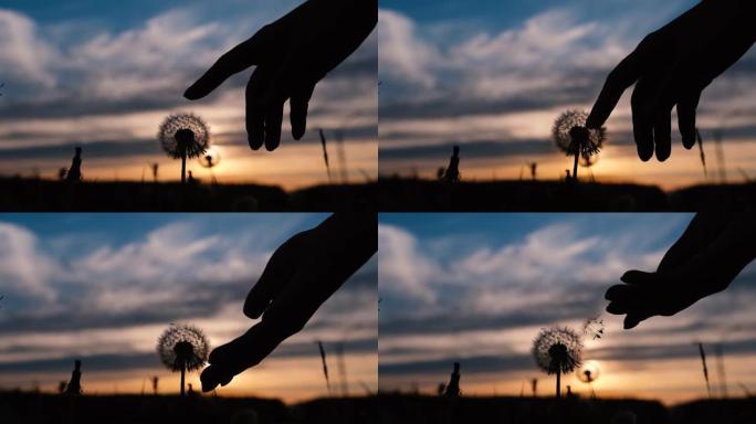 特写女性手在夕阳下触摸蒲公英种子。慢动作