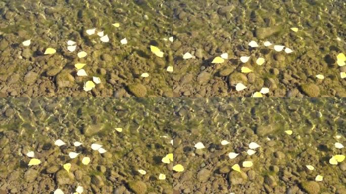 被太阳照亮的黄色秋叶漂浮在河流回水的水面上，背景