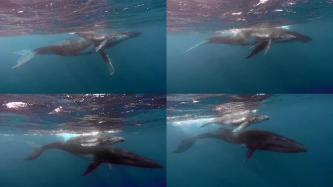座头鲸在太平洋水面附近的水下。