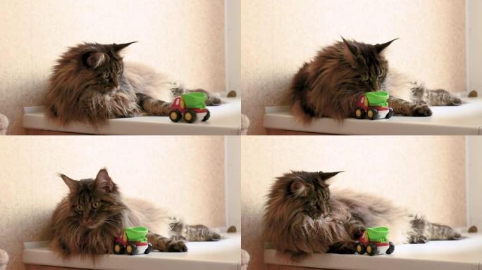 缅因州库恩猫躺在窗台上，将汽车玩具扔下