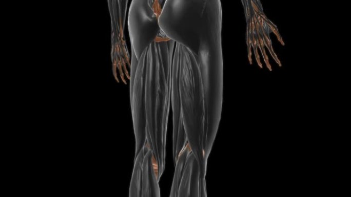医学概念3D内收肌解剖