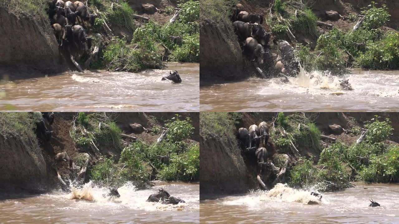 牛羚在穿越马拉河时跳入水中的极端特写。