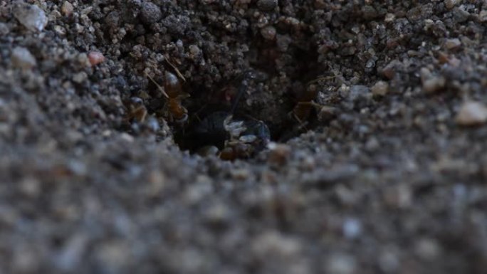 蚂蚁从巢中移走大型昆虫