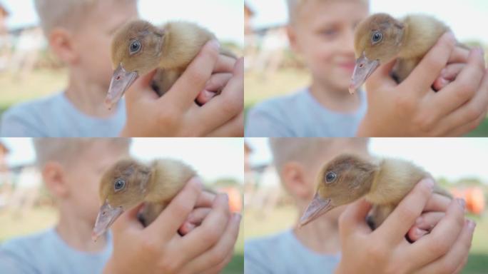 可爱的男孩手里拿着小鸭子，抚摸着他。对动物的爱。抚摸