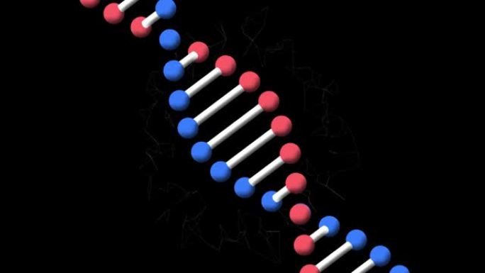 在黑色背景上旋转的dna链和连接的移动网络的动画
