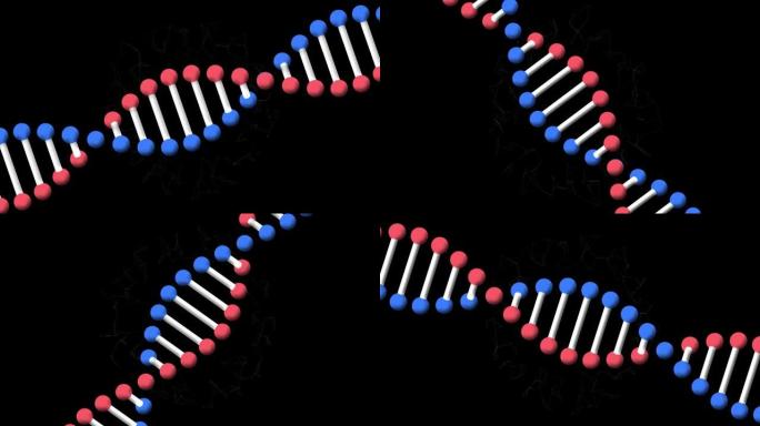 在黑色背景上旋转的dna链和连接的移动网络的动画