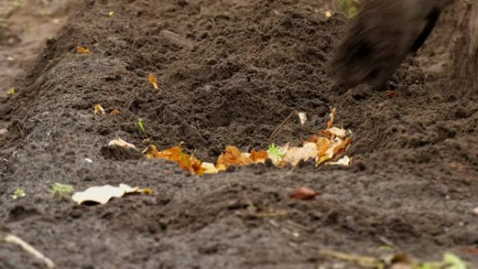一个女人用秋天的落叶给土壤施肥