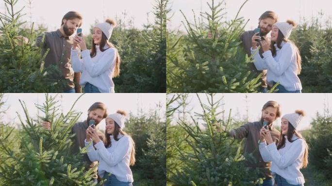 可爱的微笑快乐无忧无虑的年轻夫妇的前视图，他们在阳光明媚的日子里一起在林业中选择与枞树一起修改照片