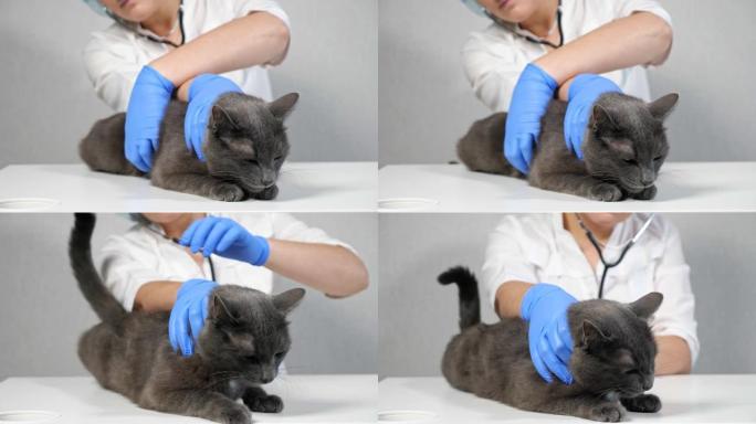 兽医触诊灰猫的腹腔