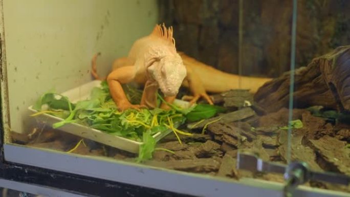 宠物店里一只大鬣蜥的特写镜头。免费的稀有动物。鬣蜥正在吃植物