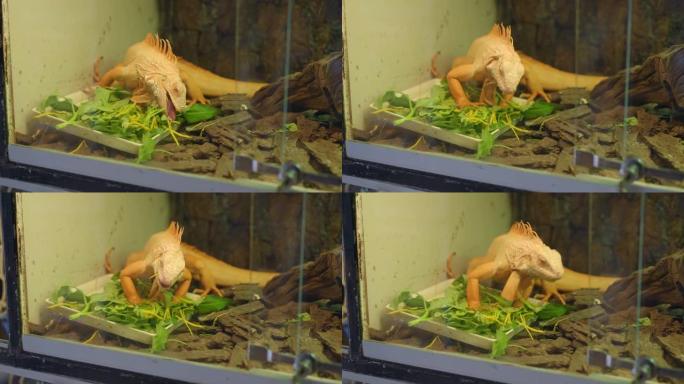 宠物店里一只大鬣蜥的特写镜头。免费的稀有动物。鬣蜥正在吃植物