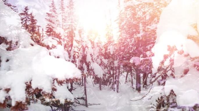 冬季景观上积雪覆盖的树木上的光点