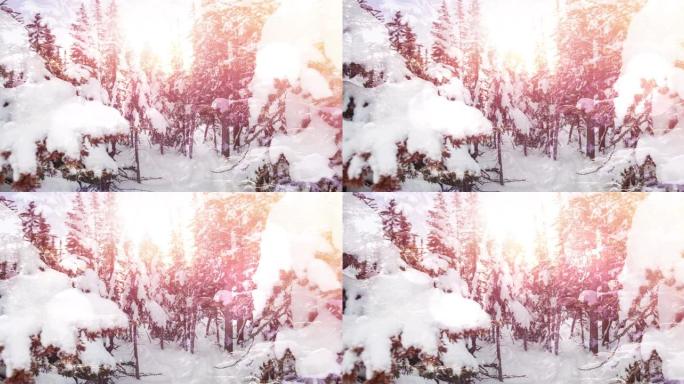 冬季景观上积雪覆盖的树木上的光点