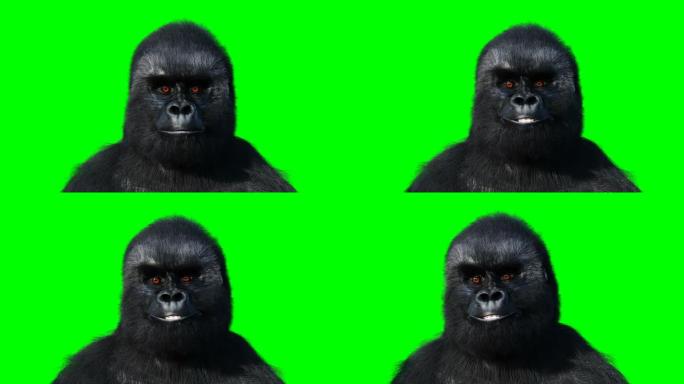 说大猩猩很有趣。逼真的毛皮。绿屏动画。