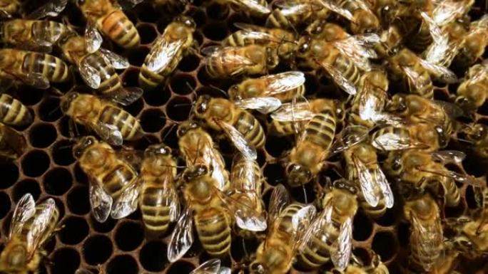 蜂巢中的工作蜜蜂特写。蜜蜂的大家庭。蜂群在蜂巢里工作。蜜蜂产生蜡并从中建立蜂窝。养蜂过程。顶视图。慢