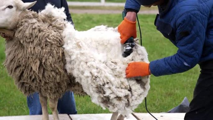 剪毛成年绵羊。羊毛生产农场剪羊毛