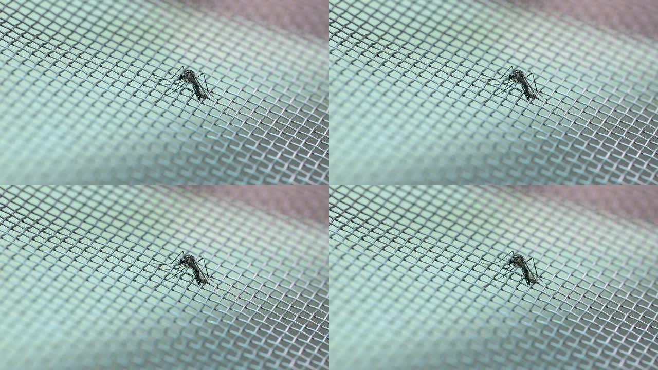 蚊子紧紧抓住蚊帐。
