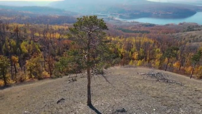 空中无人机在秋天森林山脉的一棵孤独的树周围飞行