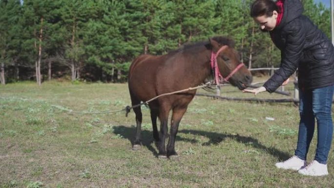 一个穿着黑色夹克的女孩用胡萝卜喂养棕色小马，背景是松树林