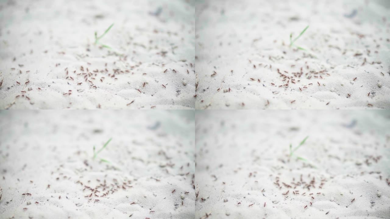 沙群昆虫的大蚁群迁移选择性聚焦