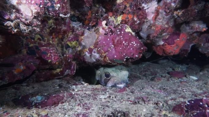 隐藏在泰国水下缝隙中的黑色斑点豪猪鱼