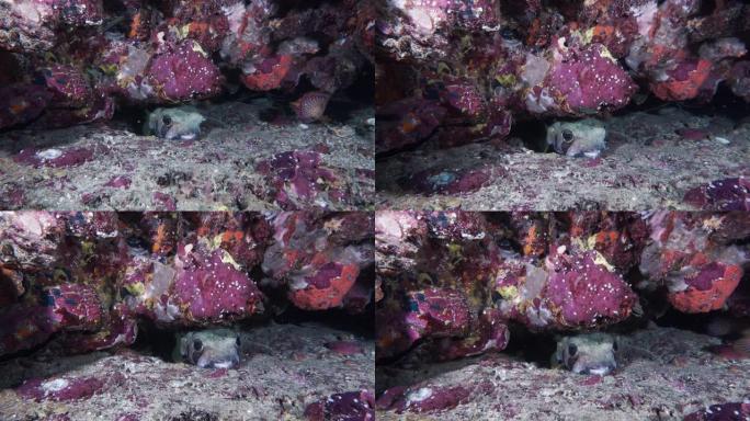 隐藏在泰国水下缝隙中的黑色斑点豪猪鱼